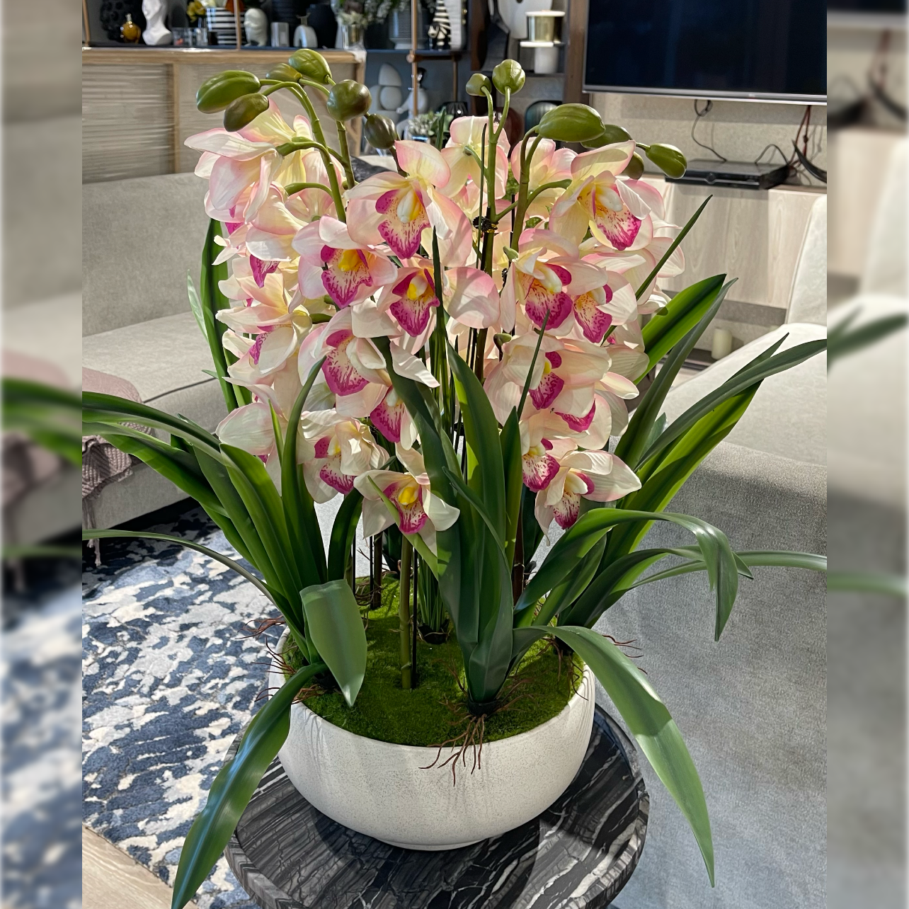Potted Plant